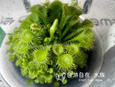 ADA 小毛氈苔(水陸缸用) Drosera spathulata IC373